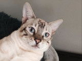 2 chatons Bengals LOOF disponibles