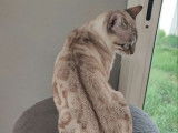 2 chatons Bengals LOOF disponibles