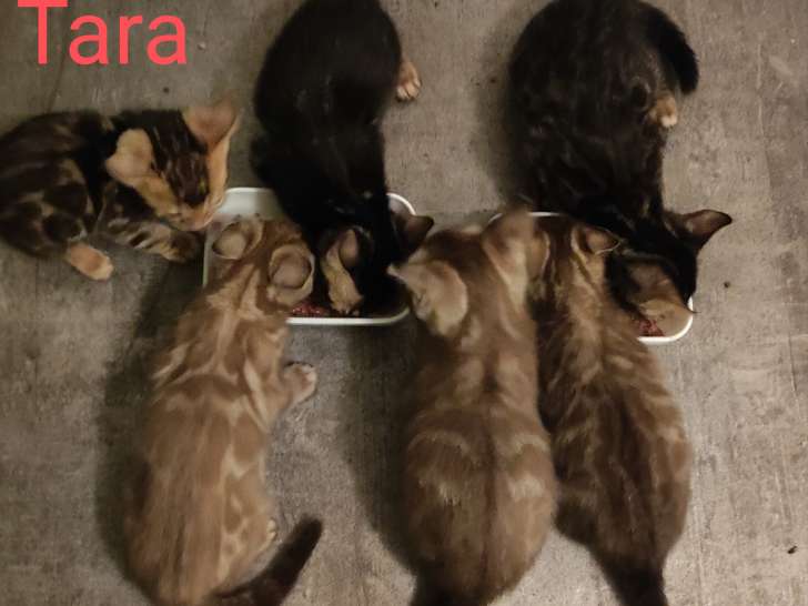 De gauche à droite, chatons du haut puis du bas: Tara, Tokyo, Thessa, Turquoise, Tokina, Timon