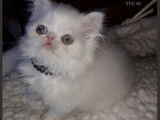 Vente d’un chaton mâle Persan LOOF