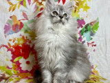 Chaton mâle Maine Coon LOOF disponible