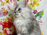 Chaton mâle Maine Coon LOOF disponible