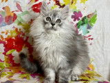 Chaton mâle Maine Coon LOOF disponible