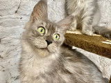 Chaton mâle Maine Coon LOOF disponible