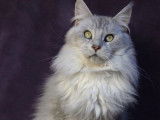 Chaton mâle Maine Coon LOOF disponible
