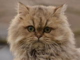 Chaton mâle Highland Straight LOOF à vendre