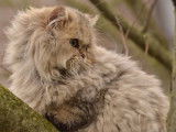 Chaton mâle Highland Straight LOOF à vendre