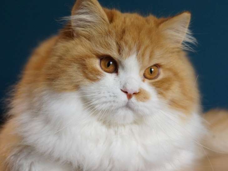 Vente d’un chaton mâle British Longhair LOOF