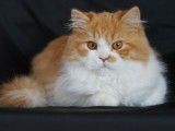 Vente d’un chaton mâle British Longhair LOOF