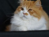 Vente d’un chaton mâle British Longhair LOOF