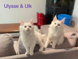 Chatons Maine Coon LOOF à vendre