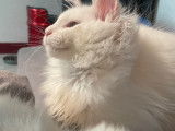 Chatons Maine Coon LOOF à vendre
