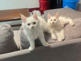 Chatons Maine Coon LOOF à vendre