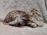 Femelle British Longhair LOOF &agrave; vendre