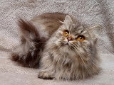 Femelle British Longhair LOOF &agrave; vendre