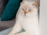 Proposition mâle Scottish Fold pour saillie