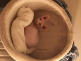 Sphynx mâle aux yeux vairons à vendre