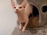 Sphynx mâle aux yeux vairons à vendre