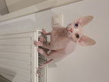 Sphynx mâle aux yeux vairons à vendre