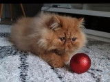 Disponible à la vente un chaton Persan mâle LOOF