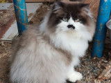 1 chat Highland Straight LOOF à vendre
