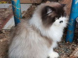 1 chat Highland Straight LOOF à vendre