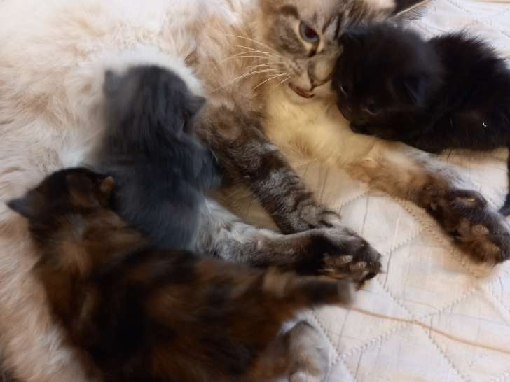 Maman avec sont trois chatons née le 05.01.2023.