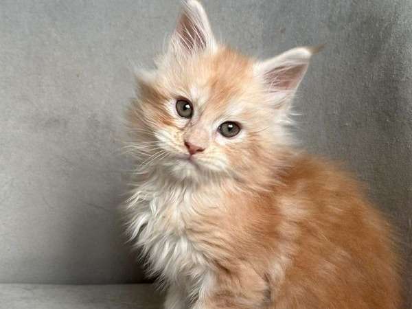 Vente de 3 chatons Maine Coons LOOF