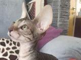 4 chatons Cornish Rex LOOF disponibles
