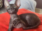 4 chatons Cornish Rex LOOF disponibles