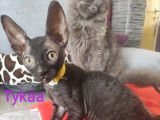 4 chatons Cornish Rex LOOF disponibles