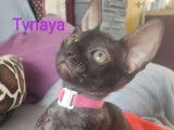 4 chatons Cornish Rex LOOF disponibles