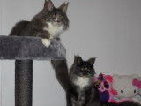 2 chatons mâles Maine Coons LOOF disponibles