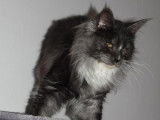 2 chatons mâles Maine Coons LOOF disponibles