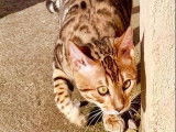 1 chaton Bengal LOOF, disponible &agrave; la vente