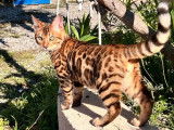 1 chaton Bengal LOOF, disponible &agrave; la vente