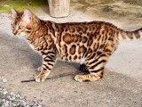 1 chaton Bengal LOOF, disponible &agrave; la vente
