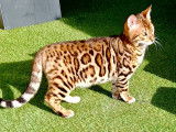 1 chaton Bengal LOOF, disponible &agrave; la vente
