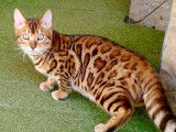 1 chaton Bengal LOOF, disponible &agrave; la vente