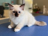 3 chatons Ragdolls LOOF disponibles à la vente