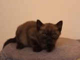 1 chaton femelle Burmese Américain LOOF à réserver