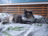 1 chatte Maine Coon LOOF, disponible à la vente