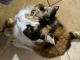 Vénus, chatte à adopter