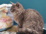 3 chatons Selkirk Rex LOOF disponibles à la vente