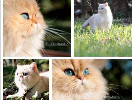 Un chaton British Shorthair LOOF mâle blanc ombragé à vendre