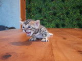 À réserver : 5 chatons Bengals LOOF tachetés