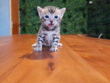 À réserver : 5 chatons Bengals LOOF tachetés