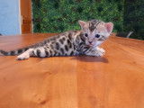 À réserver : 5 chatons Bengals LOOF tachetés