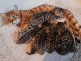 À réserver : 5 chatons Bengals LOOF tachetés