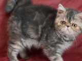 Une chatonne Exotic Shorthair bleu tortie non LOOF à l'achat
